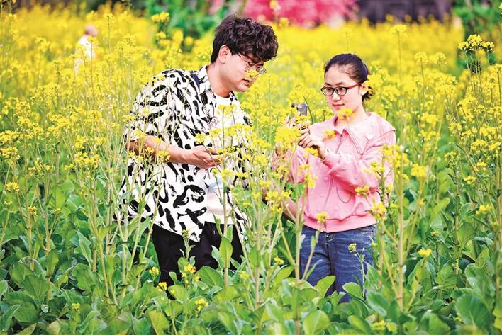 {21點}(人比黄花瘦的黄花是什么花)