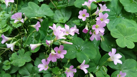 包含樱花草视频在线观看高清版的词条